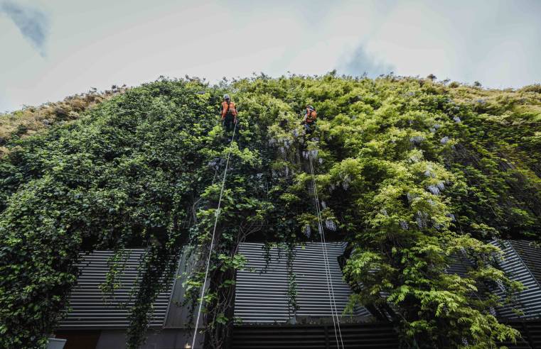 AN ENVIRONMENTALLY CONSCIOUS SOLUTION FOR MAINTAINING LIVING WALLS USING ROPE ACCESS